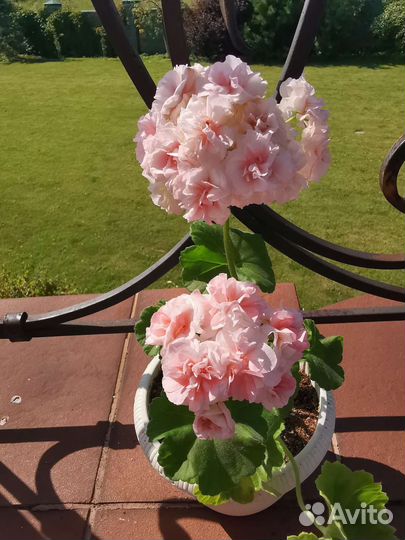 Пеларгония герань сортовая