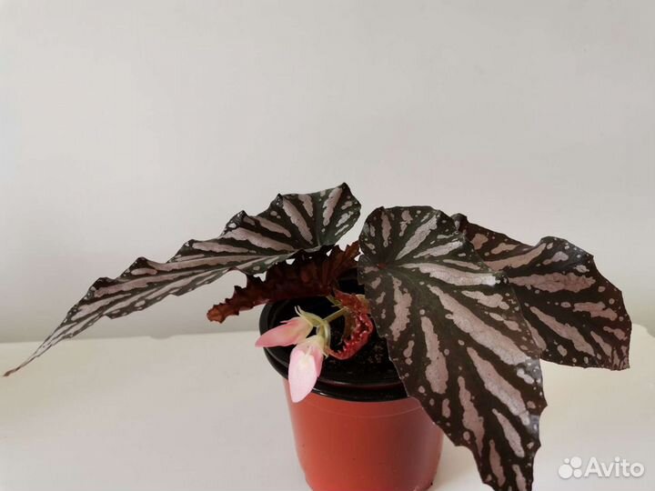 Бегония декоративно лиственная