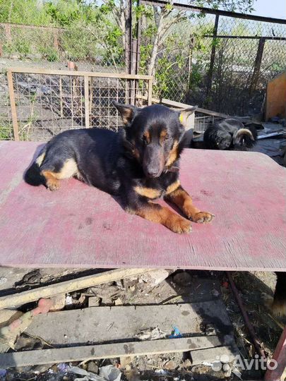 Маленькая собака коротколапик в добрые руки