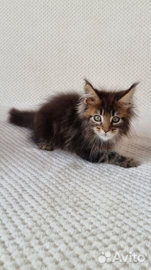 Котята мейн-кун с документами