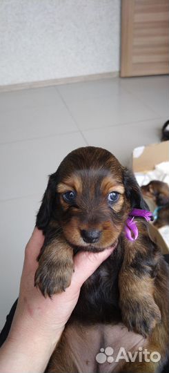 Длинношерстная такса