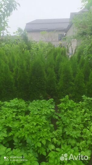 Растение туи