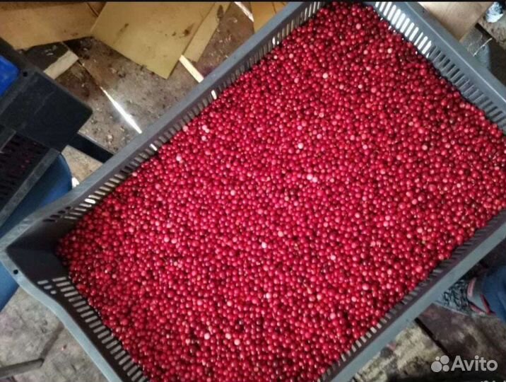 Черника, брусника свежие ягоды