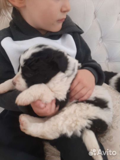 Щенки пандочки в дар