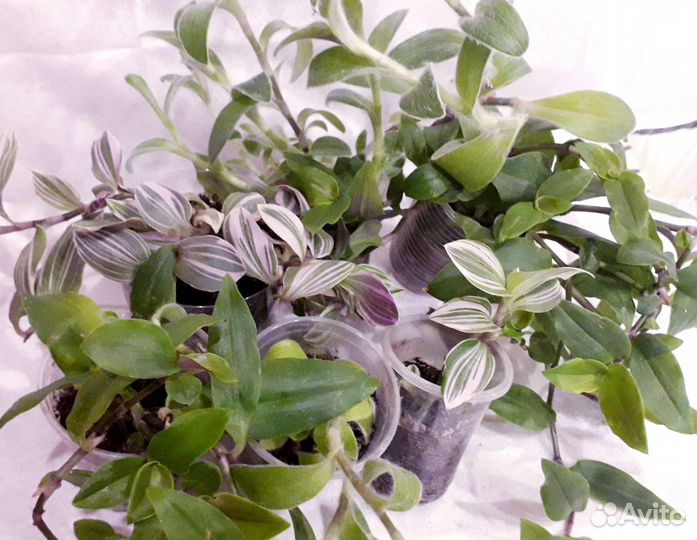 Домашние цветы (часть 2)