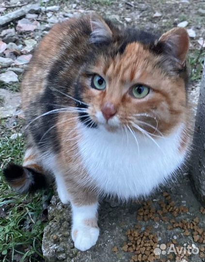Кошечка-трехцветка на счастье