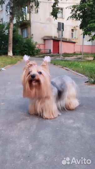 Стрижка собак