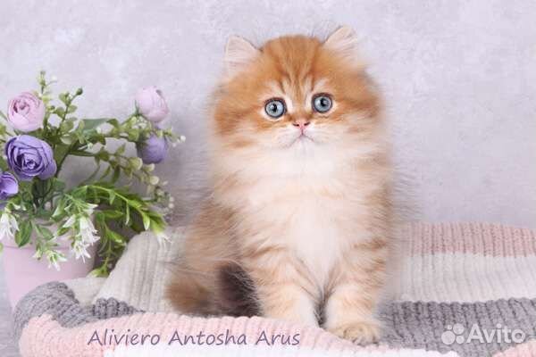 Британский мальчик. Шоколадная золотая шиншилла