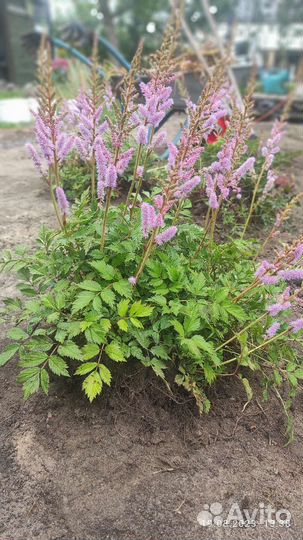 Цветы садовые астильба