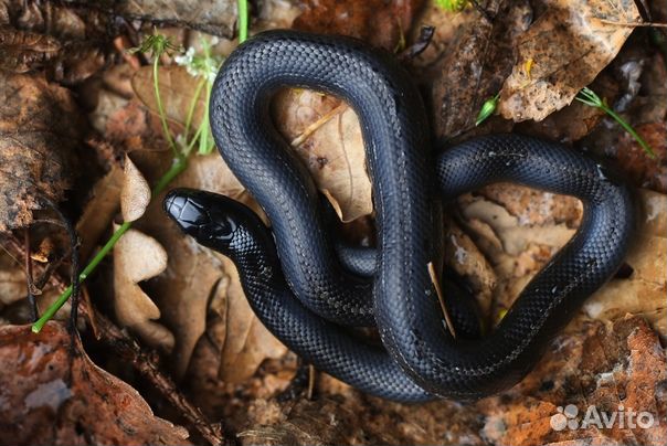 Черные молочные змеи