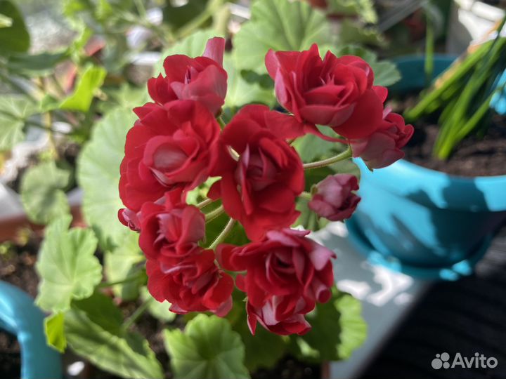 Пеларгония