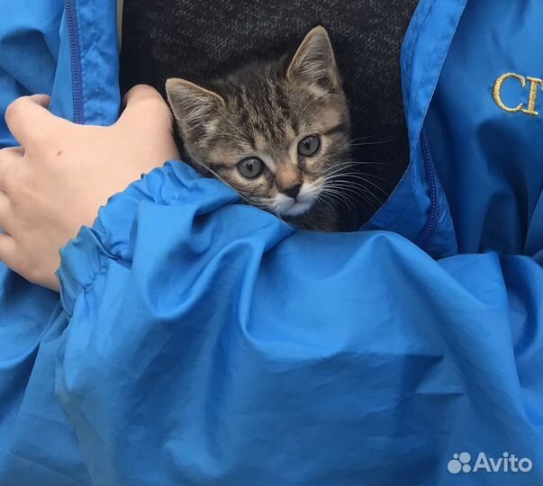 Котята отдам бесплатно