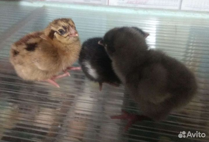 Цыплята