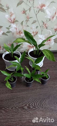 Спацифиллум