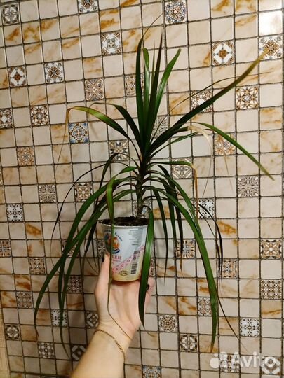 Молодая драцена