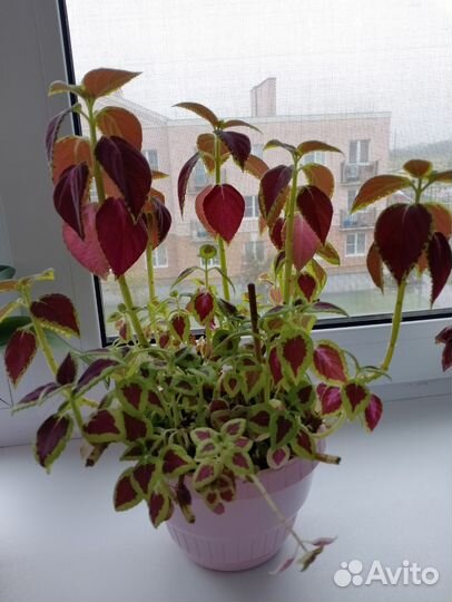 Комнатные растения