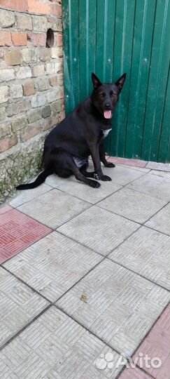 Собака стерилизованная в добрые руки