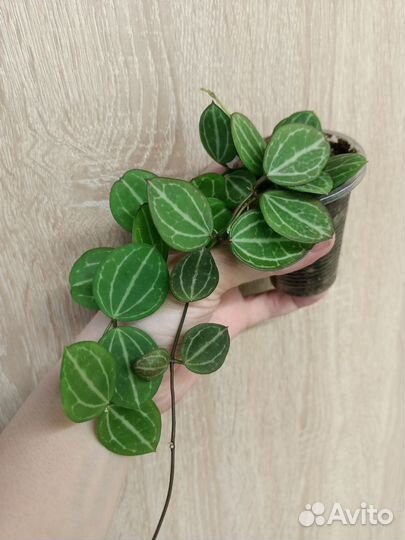 Суккуленты, часть 2