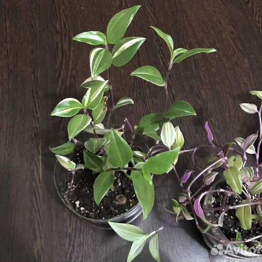 Каллизия Бьянка Традесканция Триколор бесплатно