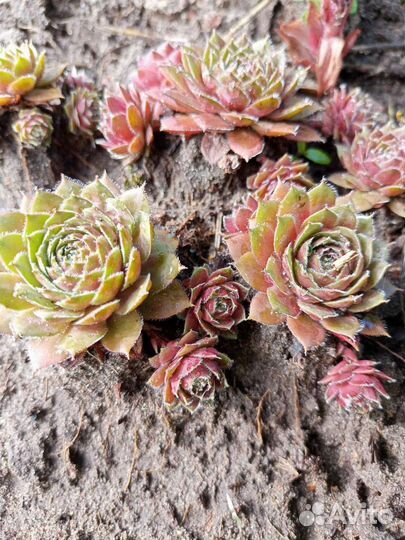 Молодило на альпийскую горку