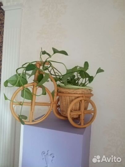 Комнатные цветы