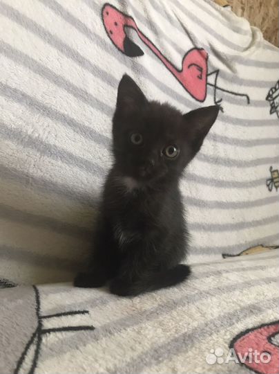 Котятки в добрые руки