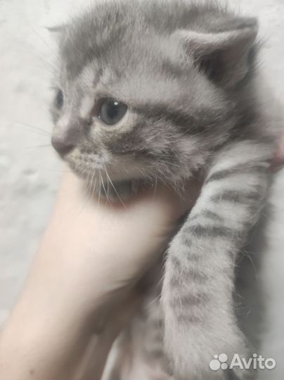 Котенок вислоухий