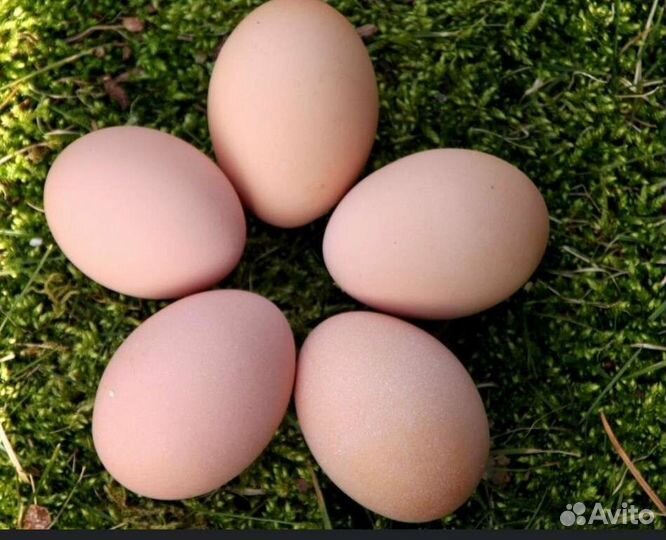 Домашние куриные яйца