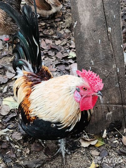 Петух породы Бентамка