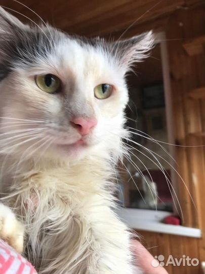 Кот Кузя в добрые руки