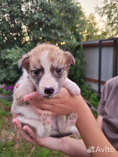 Собака в добрые руки отдам бесплатно
