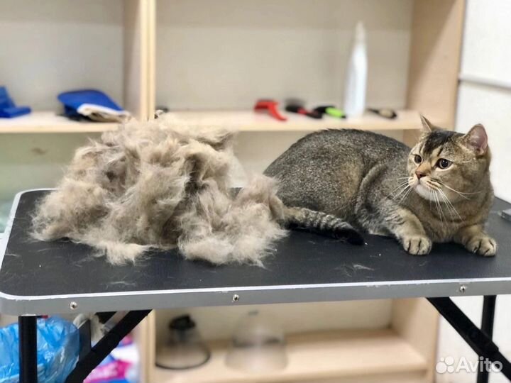 Экспресс линька кошек