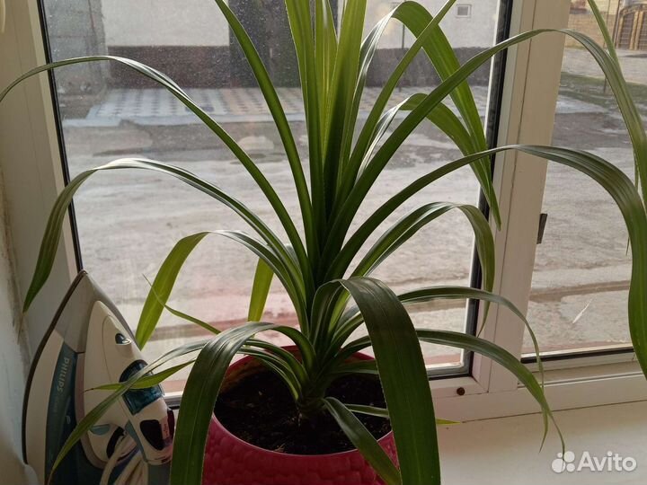 Комнатные цветы