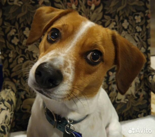 Метис джек рассел терьера и бигелем( джекби )