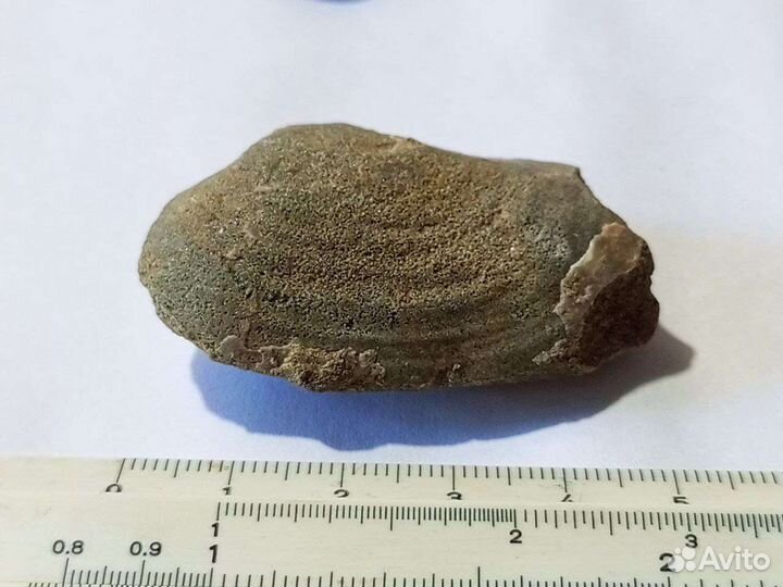 Окаменелости