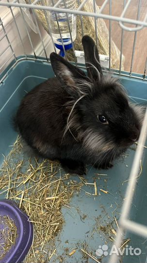 Декоративные кролики