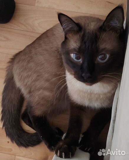 Тайский кот ищет невесту)