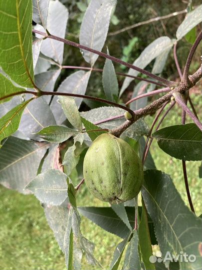 Орех Гикори, Кария овальная саженцы