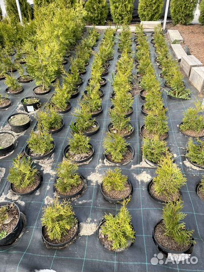 Туя смарагд