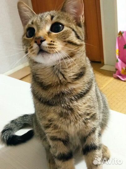 Кошка Настя в семью