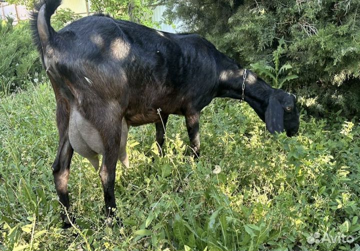 Дойные козы