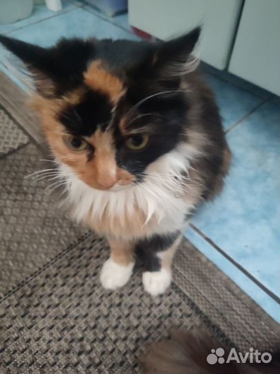 Отдам в добрые руки