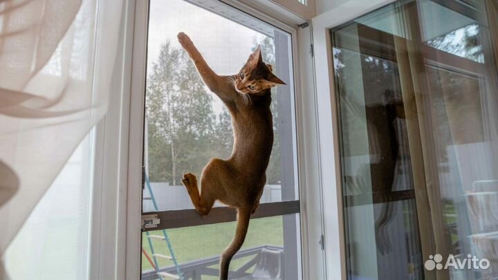 Москитные сетки антикошка от производителя