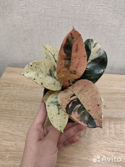 Фикусэластика Шривериана