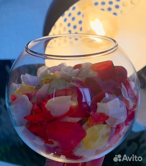 Свежие лепестки роз Эквадор