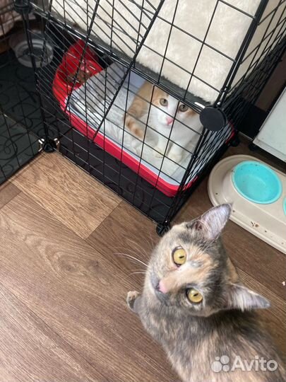 Клетка для кошек бу