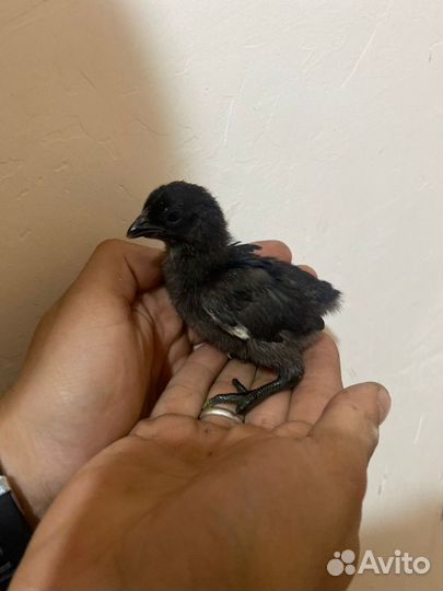 Цыплята мясо-яичных пород