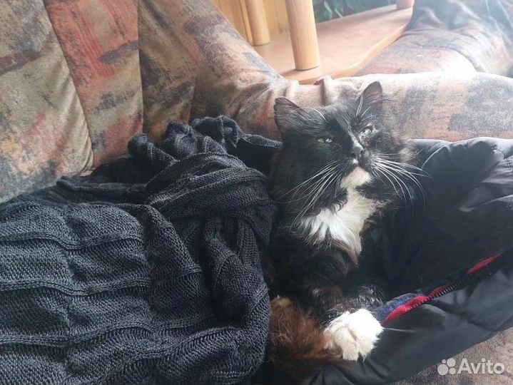 Очень милый котик