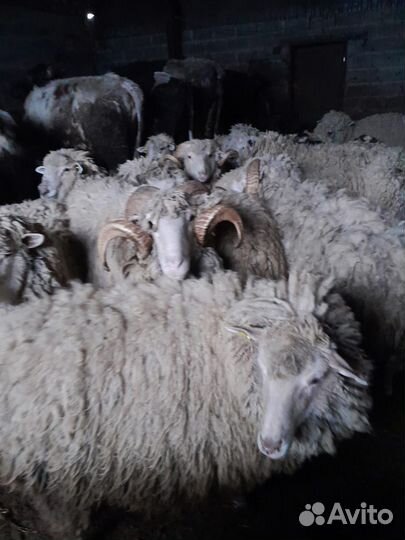 Овцы бараны козы