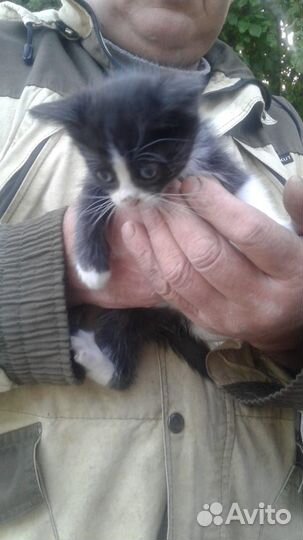 Котята от кошки крысоловки